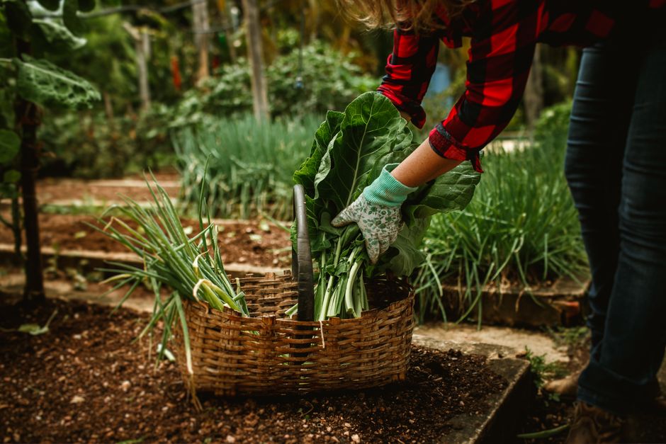 Birchwood Community Garden Plots Now Available for Spring